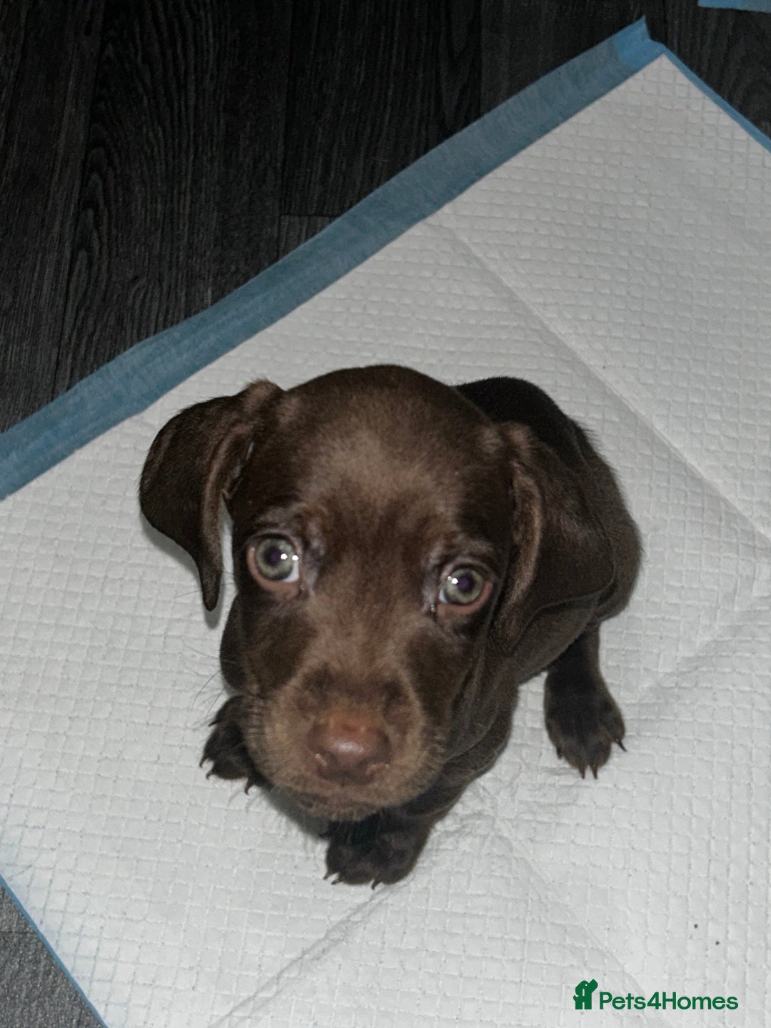 Mixed Breed dogs for sale: Puppy Lakeland terrier X English Springer Spaniel  - Advert 6