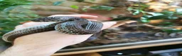 Garter Snake reptiles for sale: 3 Garter Snakes - Advert 7
