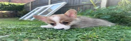 Welsh Corgi Pembroke dogs for sale: REDUCED — Fully Vaccinated Pembroke Welsh Corgi   - Advert 18