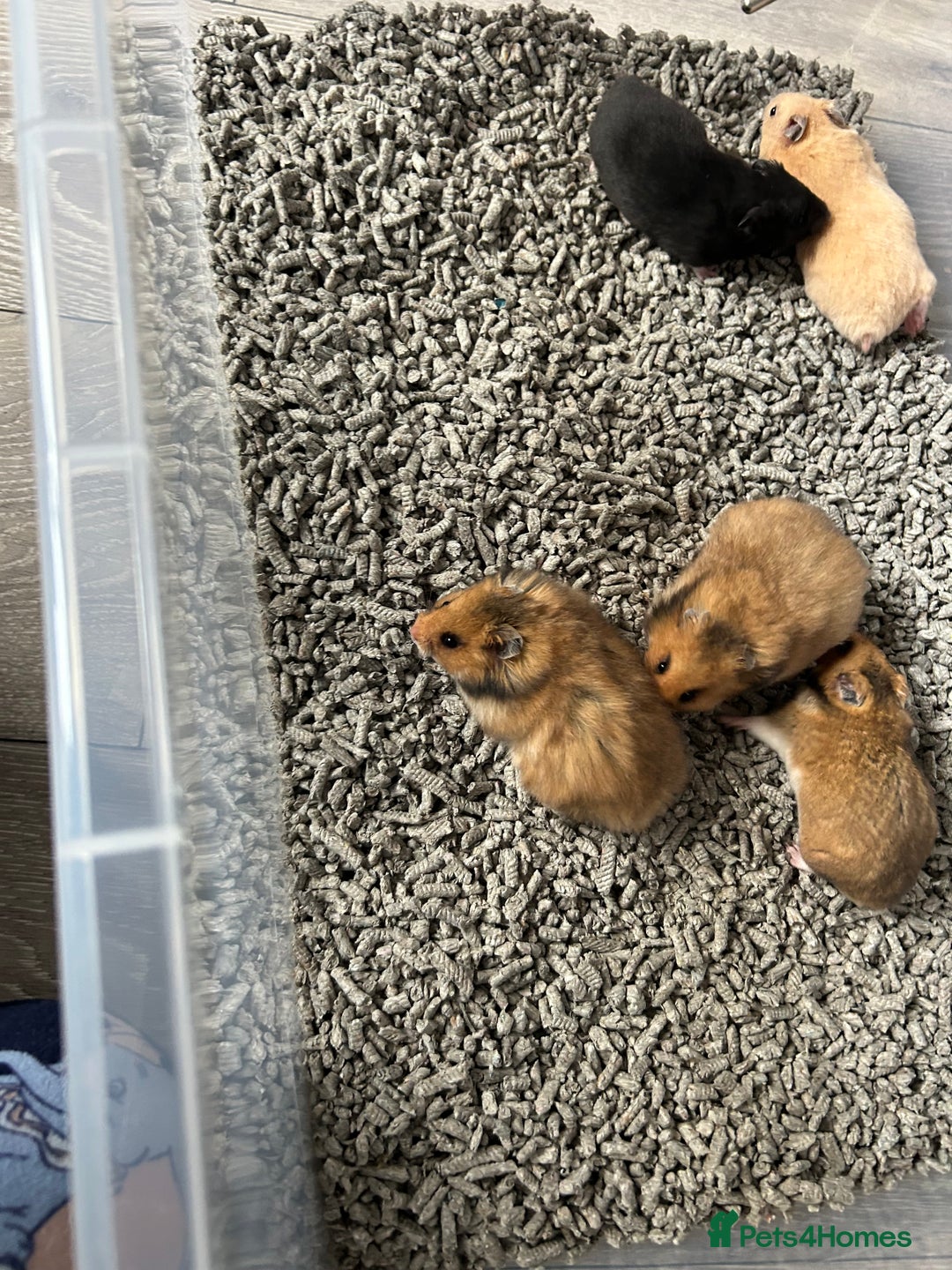 Hamster rodents for sale: Mixed males & female baby Syrian hamsters  - Advert 10