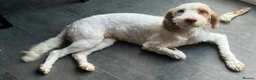 Cockapoo dogs for sale: Absolutely beautiful girl - Advert 4