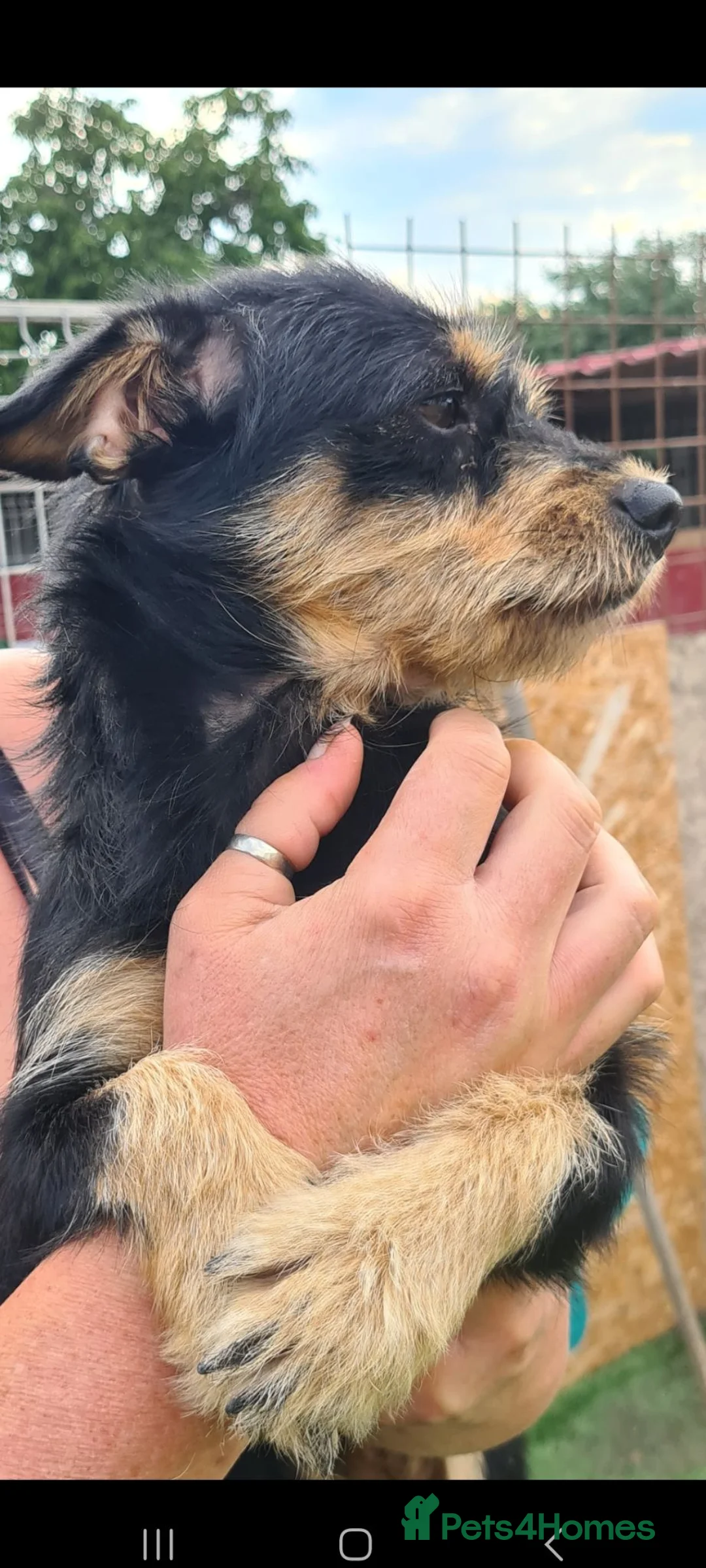 Mixed Breed dogs for adoption: Moo moo 5kg female in Coalville - Advert 2