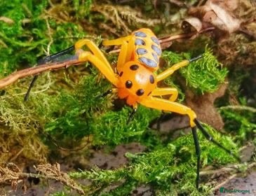 Mixed Breed reptiles Pikachu Spider (Platythomisus octomaculatus) - Advert 15