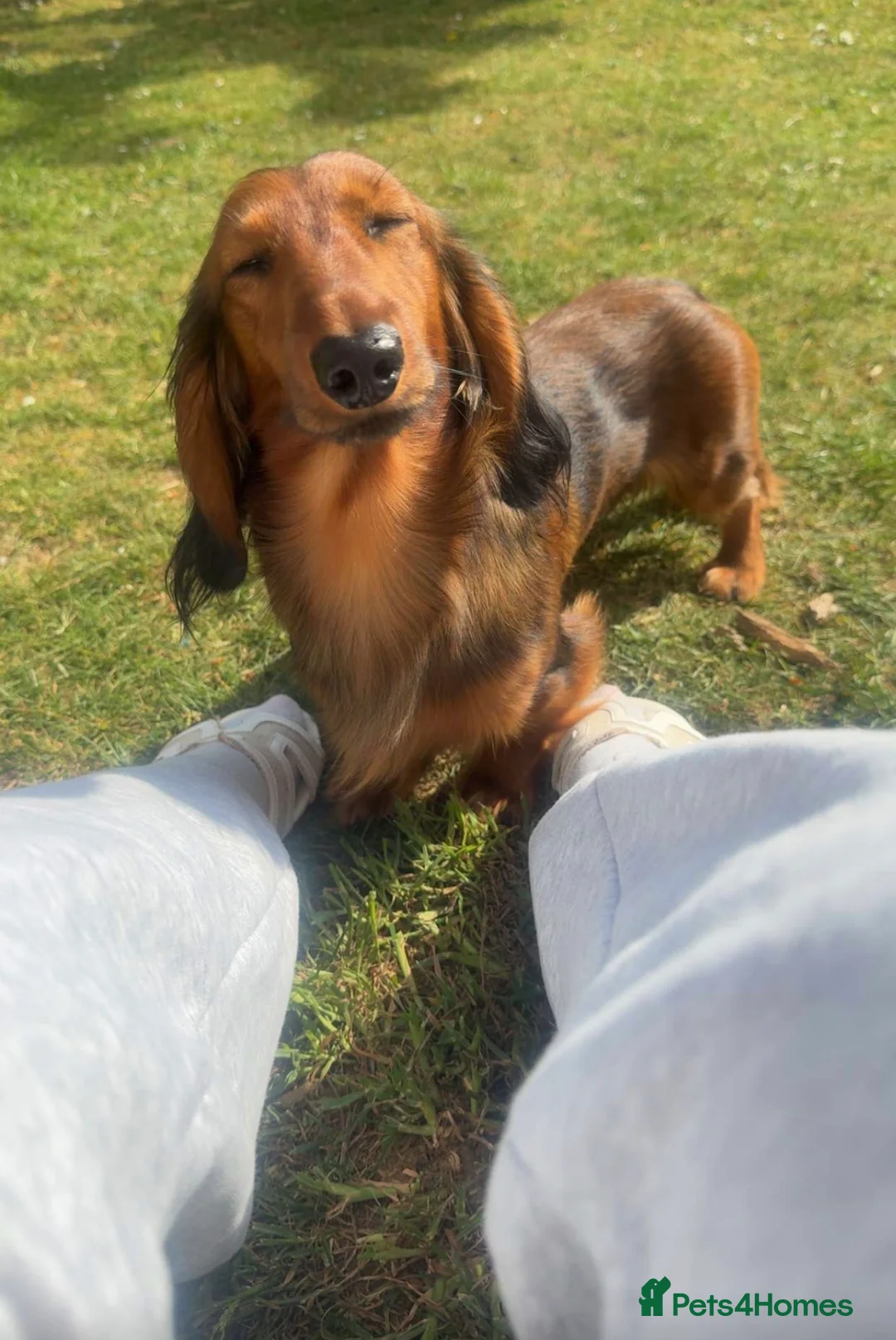 Miniature Dachshund dogs for stud: Beautiful little boy FOR STUD ONLY  in Sleaford - Advert 3