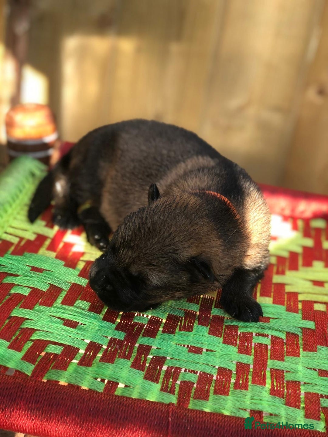 German Shepherd dogs for sale: KC Registered German Shepards Puppies  - Image 4
