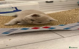 British Shorthair cats for sale: Price reduced Reg gccf Liliac BSH two female  - Image 32