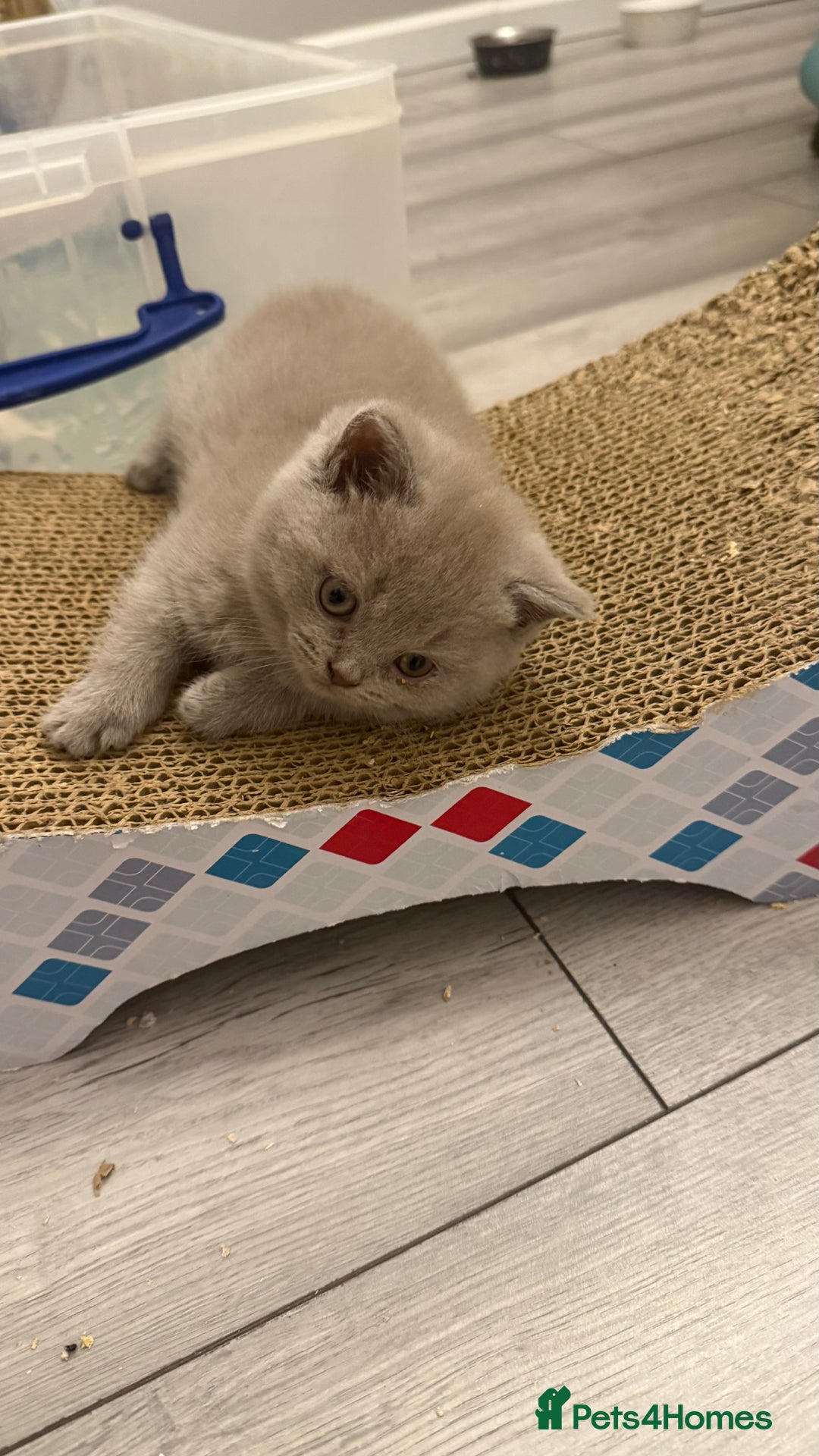 British Shorthair cats for sale: Price reduced Reg gccf Liliac BSH two female  - Image 32