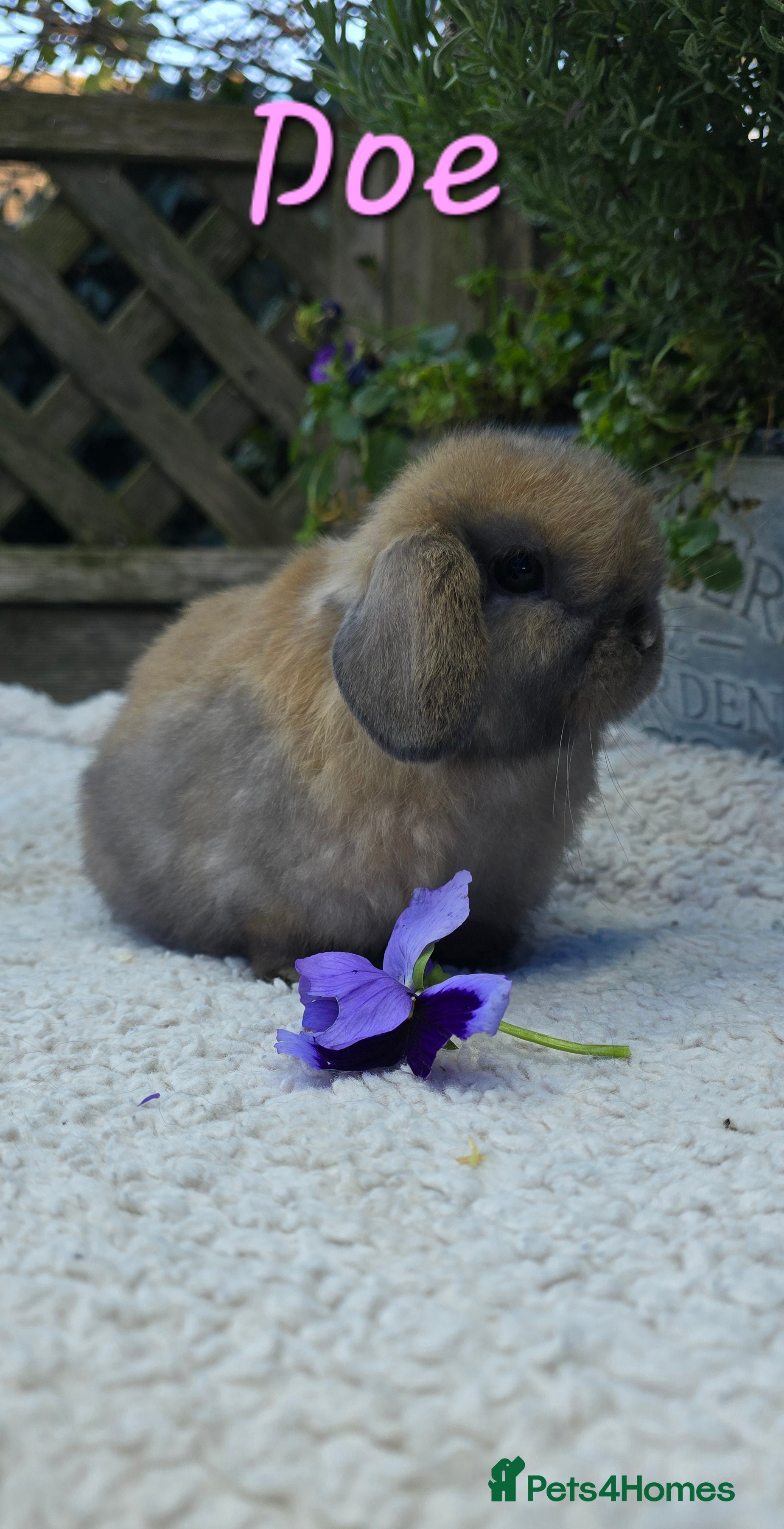 Mini Lop rabbits Beautiful mini lops girls and boys - Advert 5