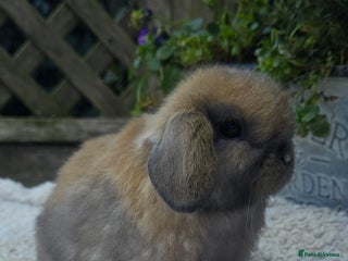 Mini Lop rabbits Beautiful mini lops girls and boys - Advert 12