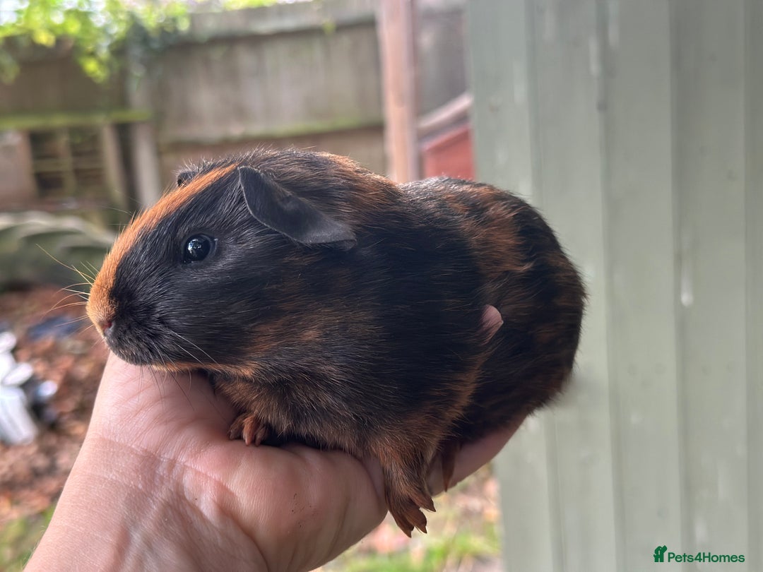 Guinea Pig rodents for sale: A lovely pair guinea pigs - Image 3