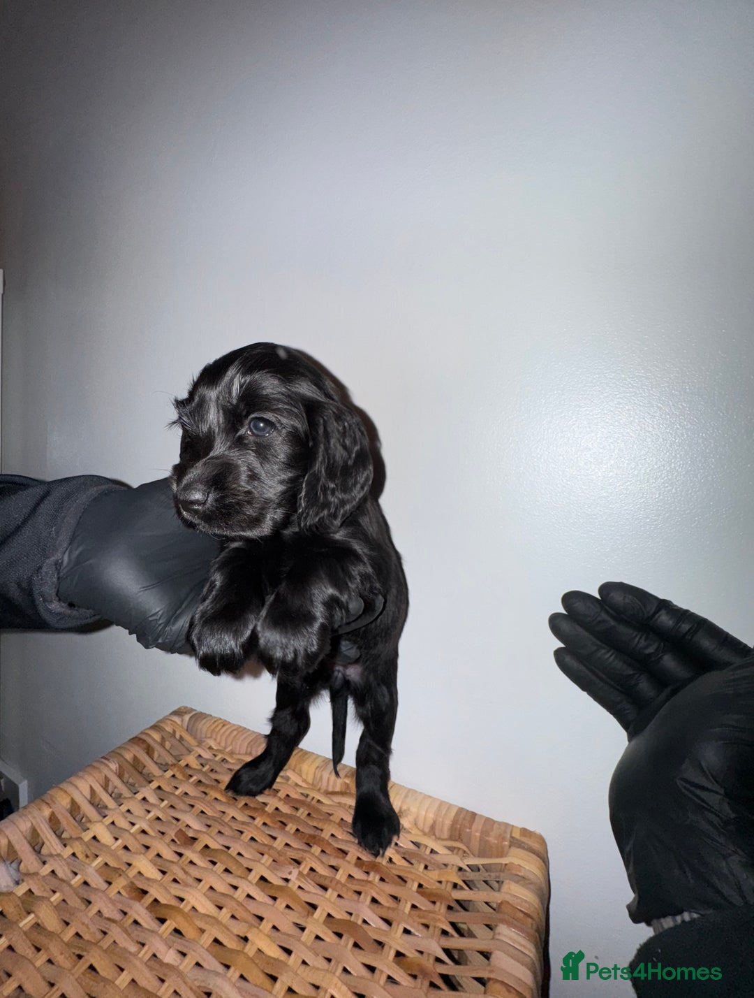 Cocker Spaniel dogs for sale: Show Cocker spaniel puppy’s 5 weeks old  - Advert 5