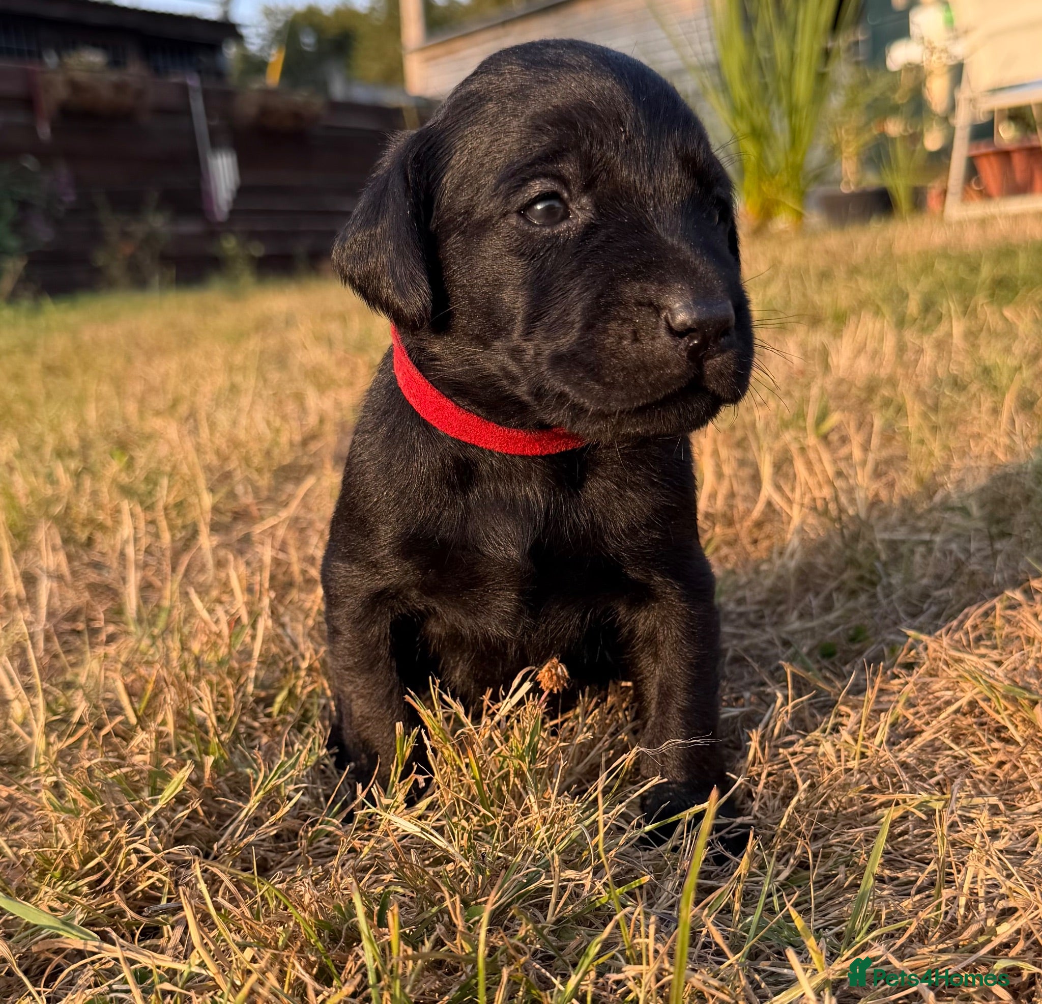 Labrador Retriever dogs KC Labrador puppies  - Advert 1