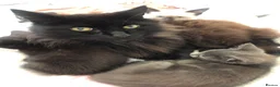 Russian Blue cats for sale: Russian blue/Norwegian forest mixed - Advert 37