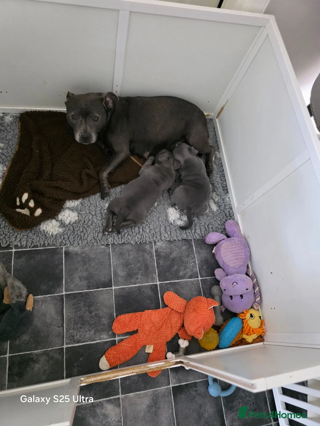 Staffordshire Bull Terrier dogs for sale: Staffordshire Bull Terrier pups - Advert 2