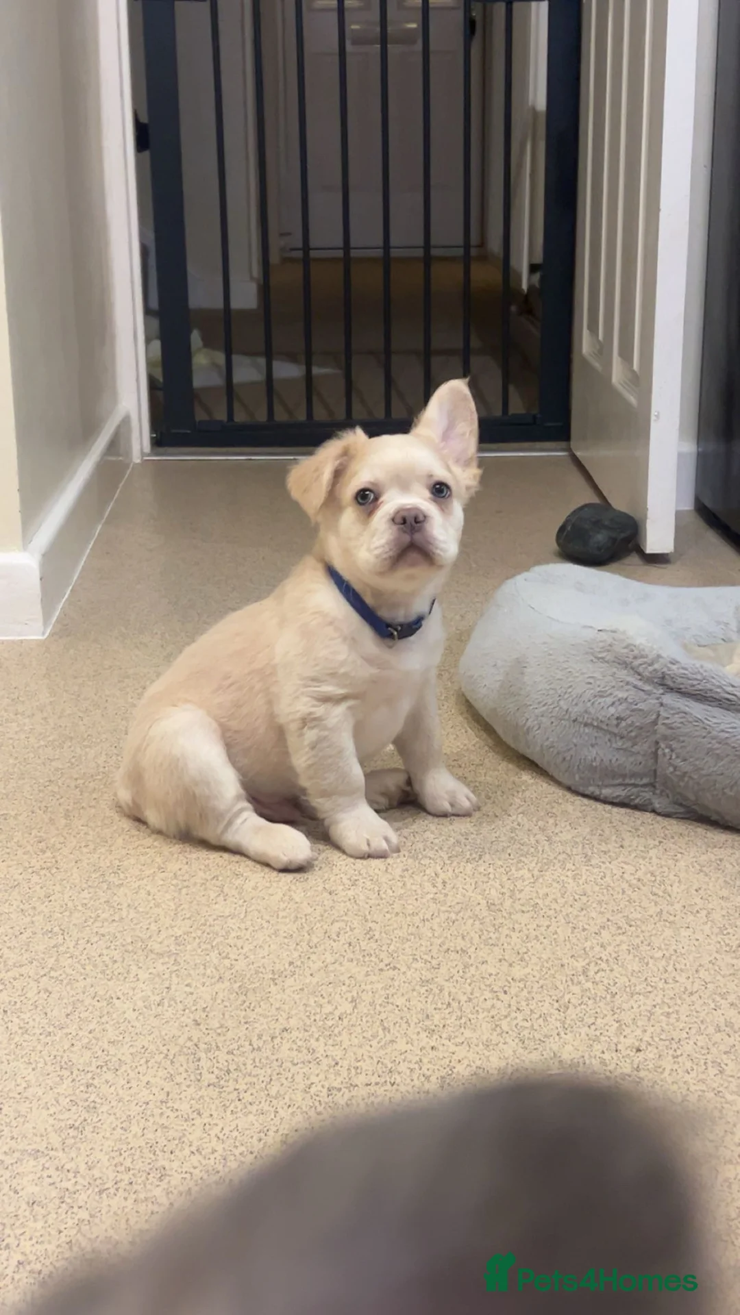 French Bulldog dogs for sale: REDUCED - Rare fluffy french bulldogs - Advert 2