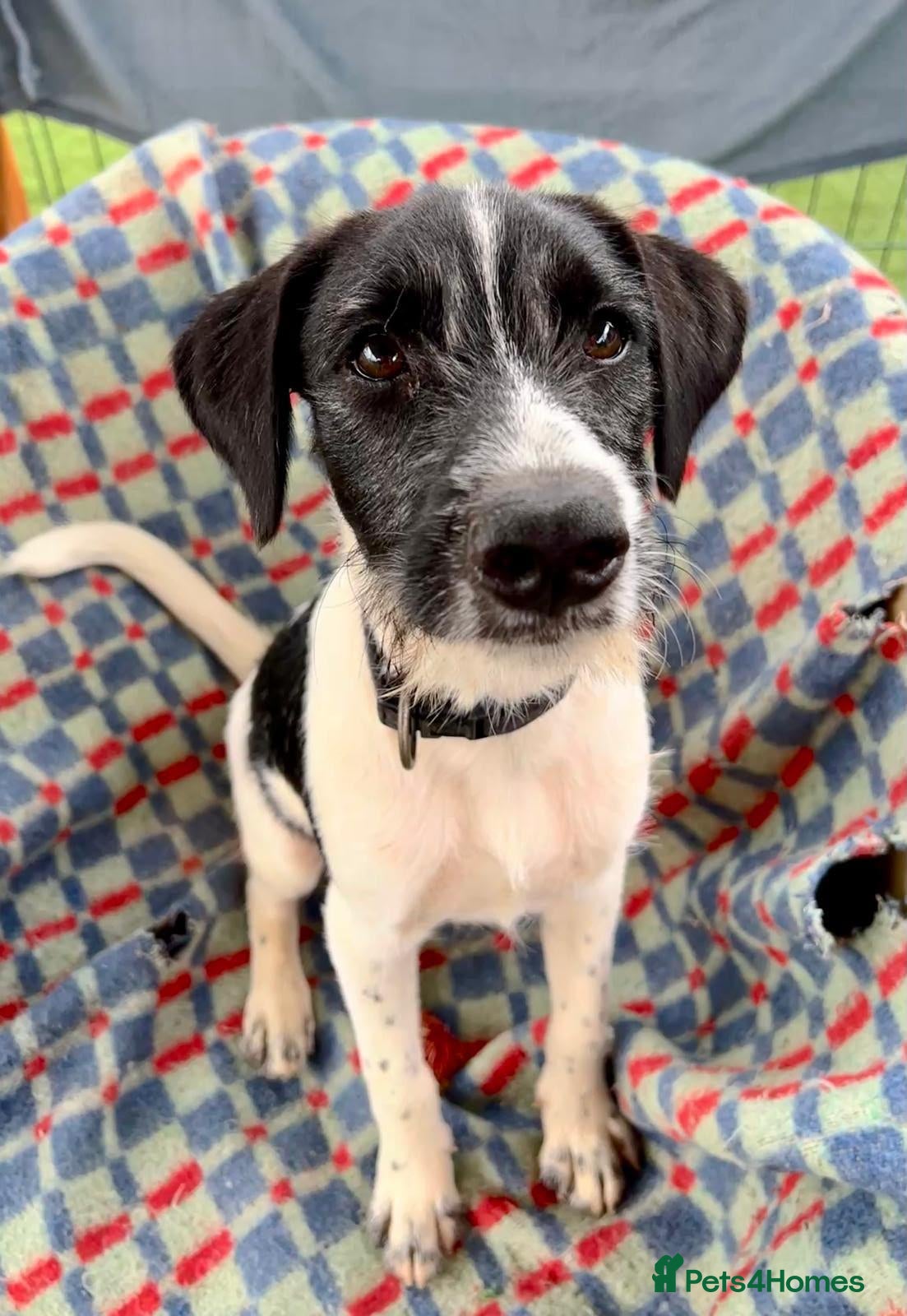 Mixed Breed dogs Hairy Hayden - Advert 2