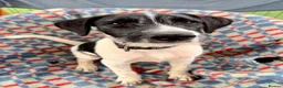 Mixed Breed dogs for adoption: Hairy Hayden - Advert 2