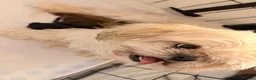 Shih Tzu dogs for sale: Stunning pedigree Imperial Shih Tzu Puppies - Advert 11