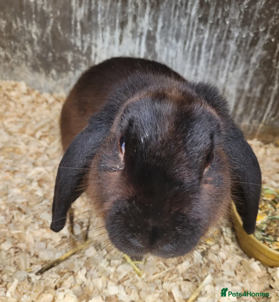 Mixed Breed rabbits for sale: 'Dare' Belgian Hare x lop - Advert 2