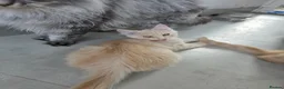 Maine Coon cats for sale: Rare Colour 3/4 Maincoon Ragdoll Mix Kitten - Advert 5