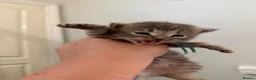 Maine Coon cats for sale: 5 Cross Maine Coon kittens for sale  - Advert 13
