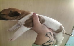 Mixed Breed dogs for sale: Cute litter of puppys - Image 9