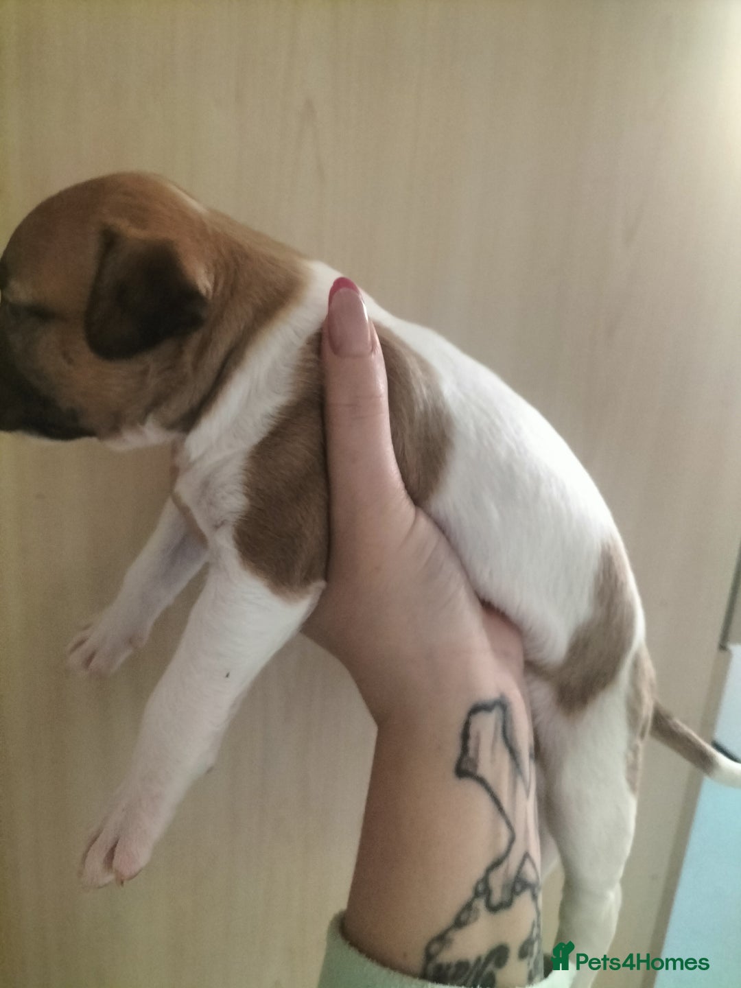 Mixed Breed dogs for sale: Cute litter of puppys - Image 9