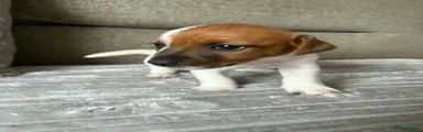 Jack Russell 4