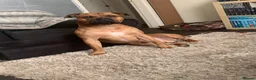 Mixed Breed dogs for sale: Rocky (mastiff x staff)  - Advert 32