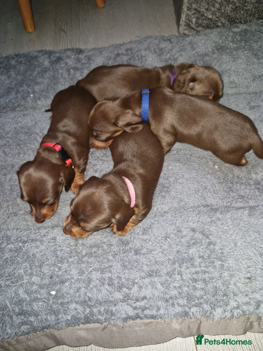 Dachshund dogs for sale: Miniature dashound  - Advert 14