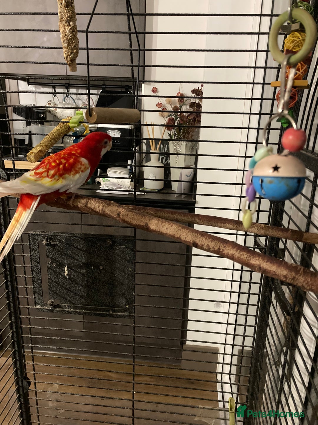 Parrots birds for sale: Rosella  - Advert 3