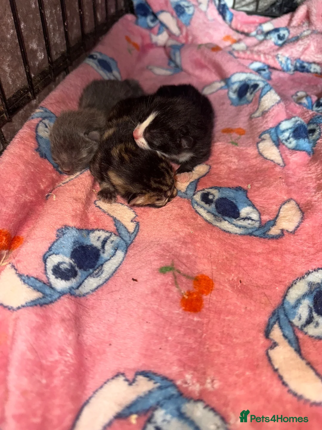 Mixed Breed cats for sale: Three beautiful kittens ready to go.  in Southampton - Advert 13