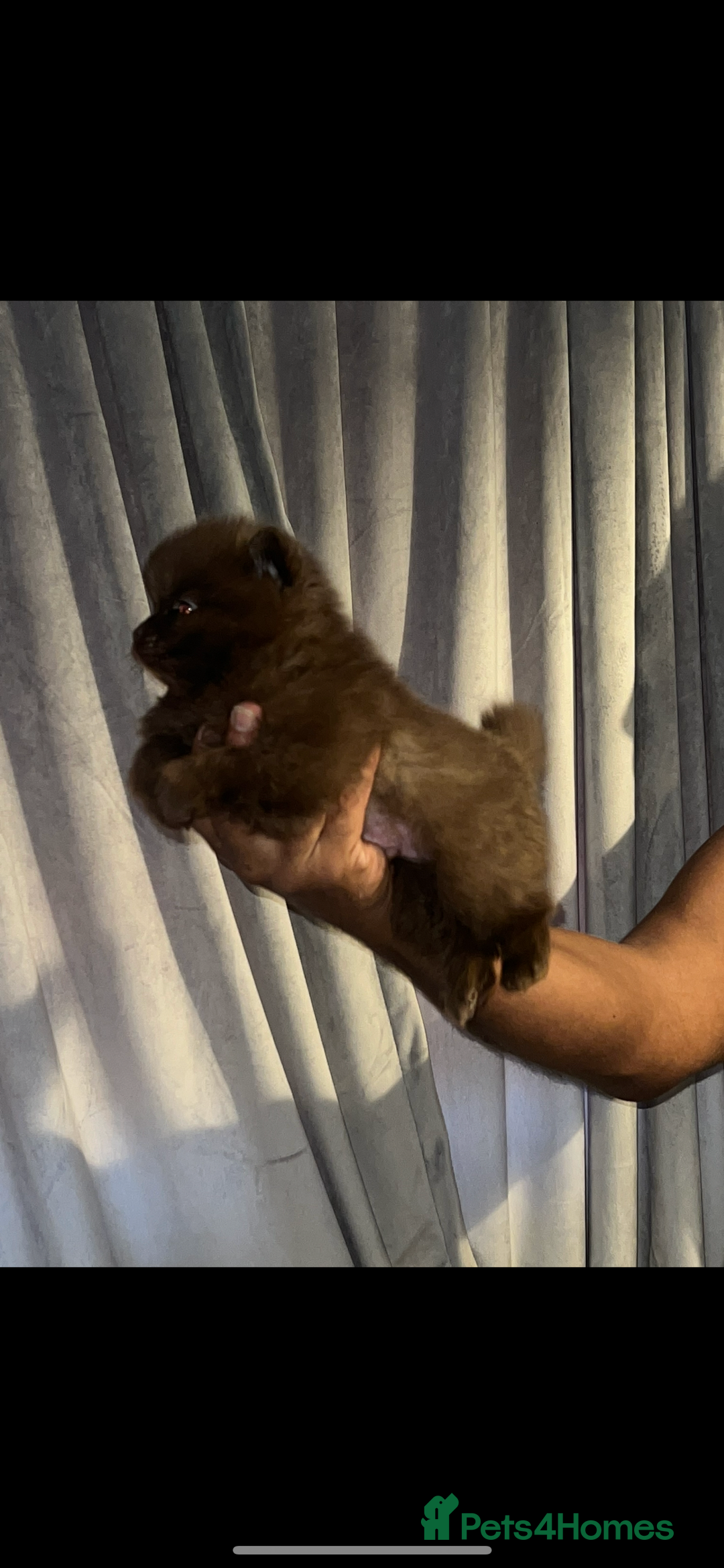 Pomeranian dogs for sale: Pomeranian puppy 🐶  - Image 6
