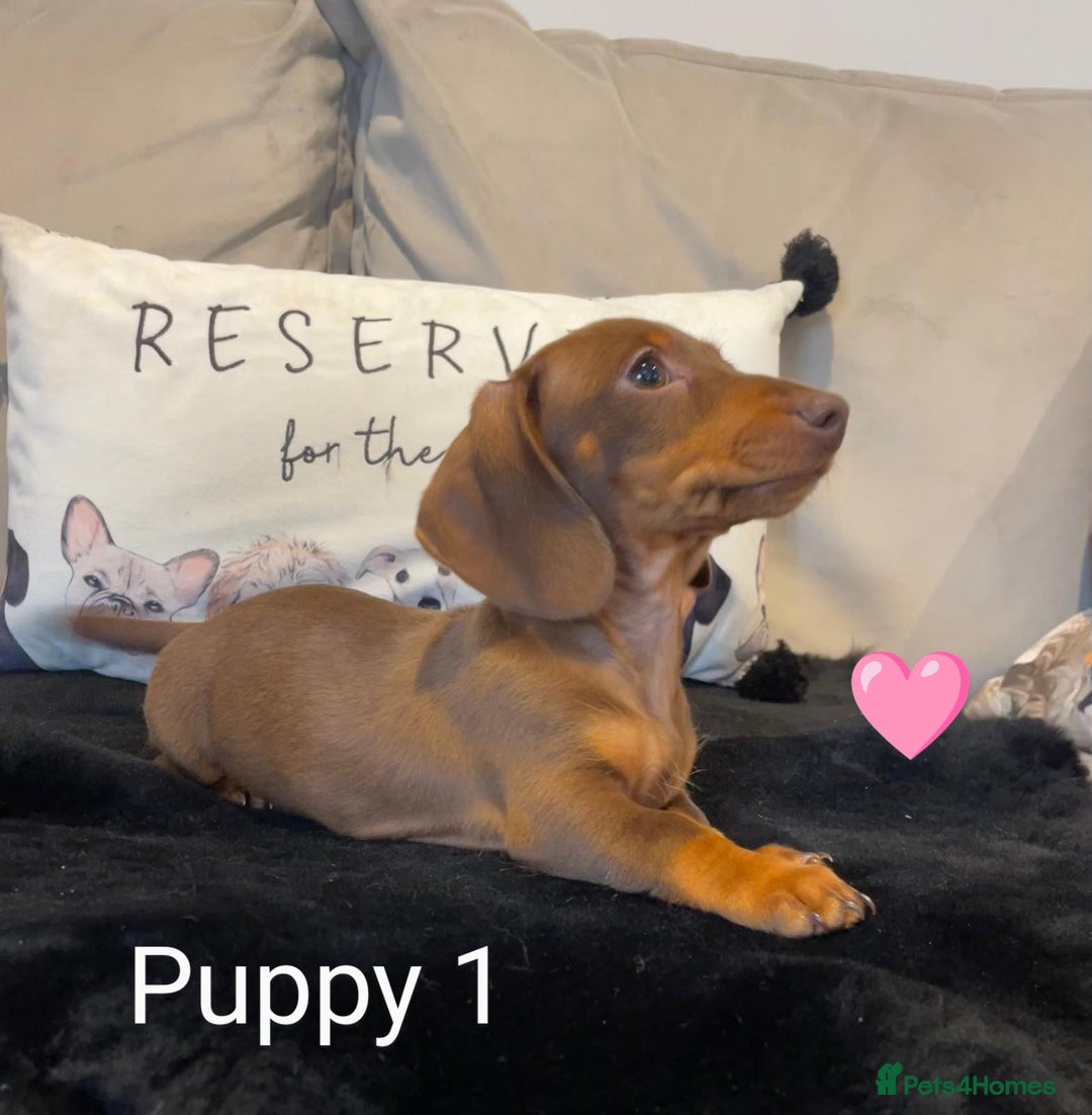 Miniature Dachshund dogs for sale: Ethically Bred Superior Health Tested Miniatures - Image 25
