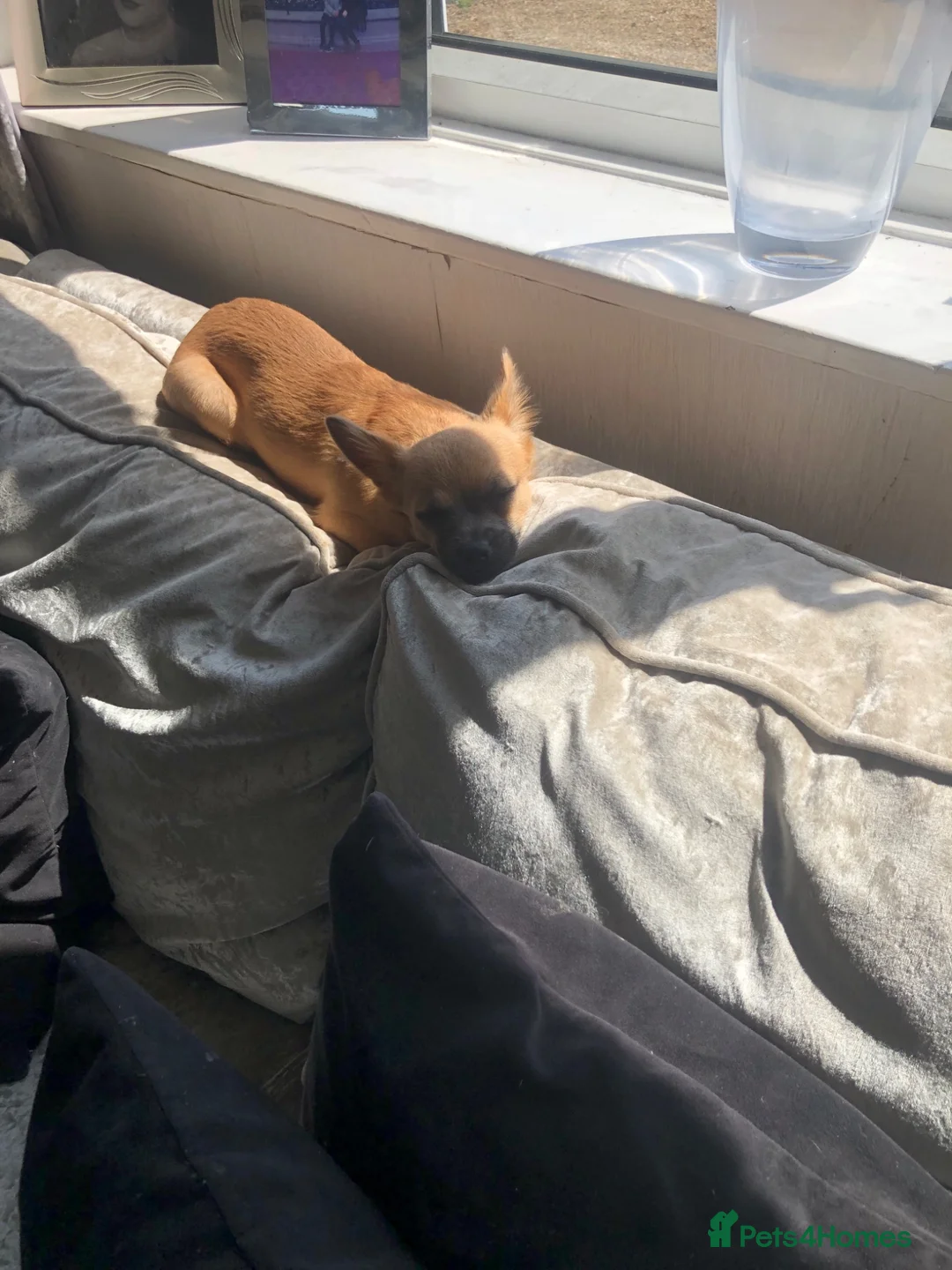 Chihuahua dogs for sale: Female Puppy Chihuahua for sale - Advert 2