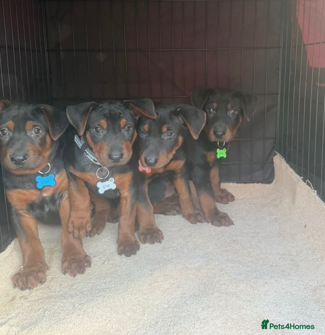 Chinese Red Dog dogs 2 CHINESE RED DOG GIRLS LEFT 🇨🇳 🐶 ( AVAILABLE ) - Advert 2