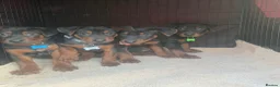 Chinese Red Dog dogs for sale: 2 CHINESE RED DOG GIRLS LEFT 🇨🇳 🐶 ( AVAILABLE ) - Advert 2