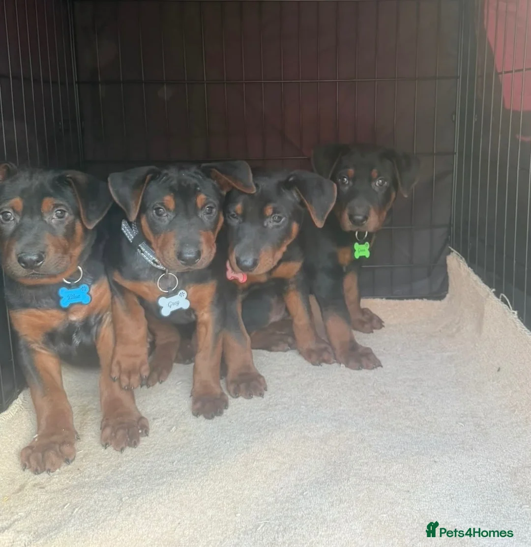Chinese Red Dog dogs for sale: 2 CHINESE RED DOG GIRLS LEFT 🇨🇳 🐶 ( AVAILABLE ) - Advert 2