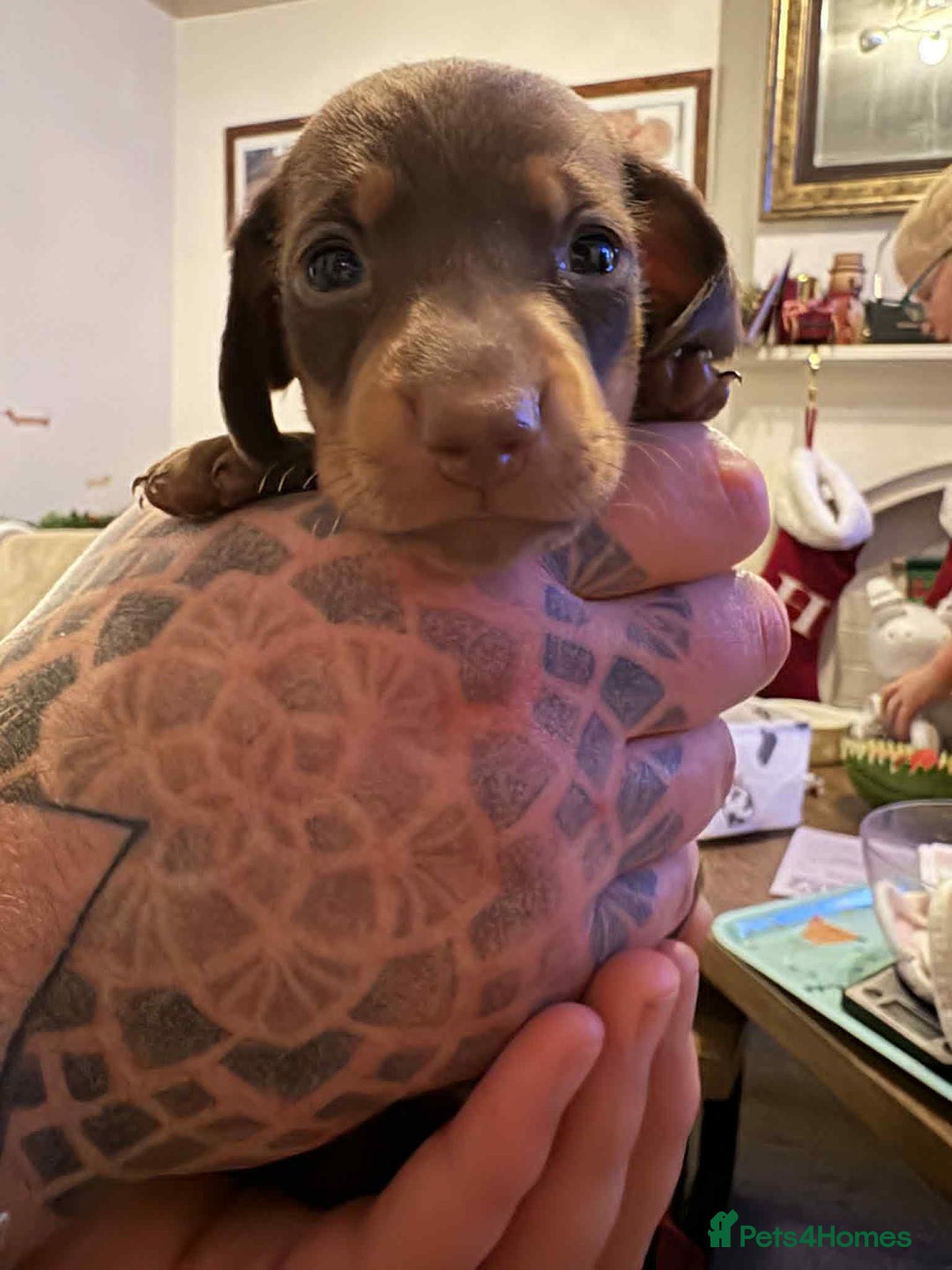 Miniature Dachshund dogs for sale: Miniature Dachshund Puppies- Family Raised - Advert 3