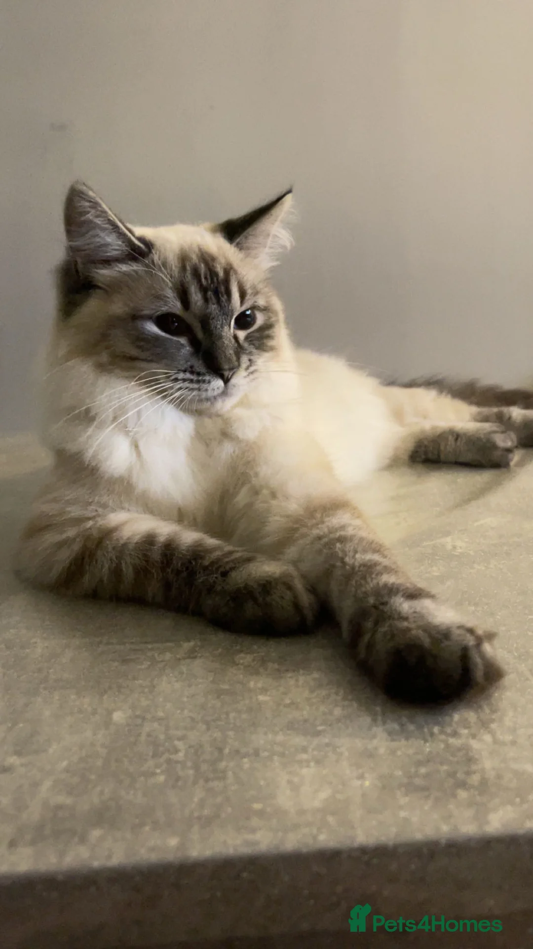 Ragdoll cats for sale: Ragdoll kittens- stunning pure breed  - Advert 33