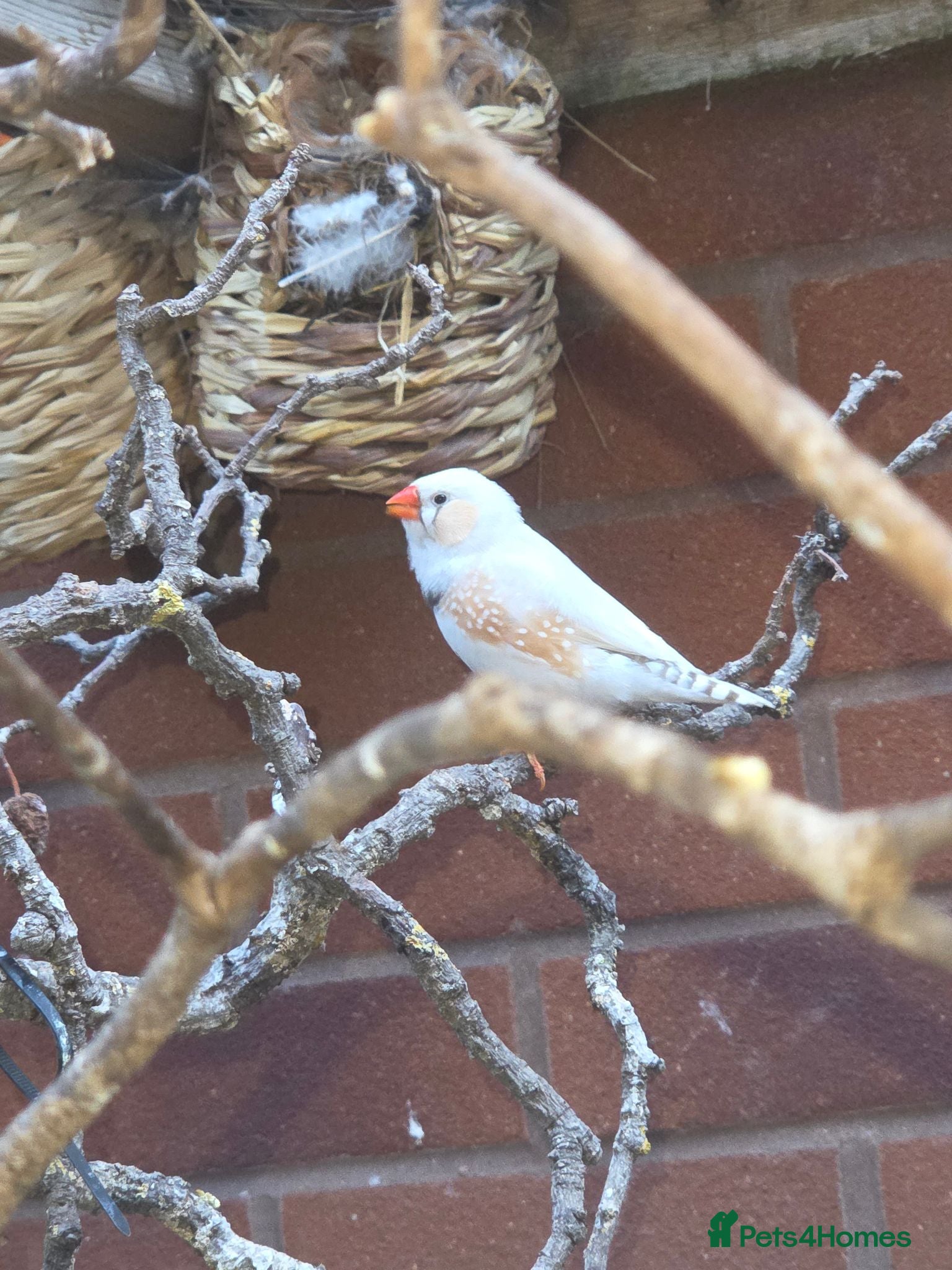 Finches birds Zebra finch  - Advert 2