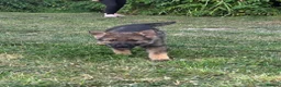 Tamaskan dogs for sale: Tamaskan Puppies *Health Tested Parents* - Advert 19