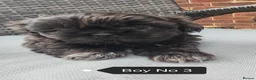 Shih Tzu dogs for sale: Shih Tzu puppies ready to leave:29/06 - Advert 18