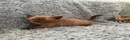 Bengal cats for sale: Beautiful Bengal x kittens  - Advert 35