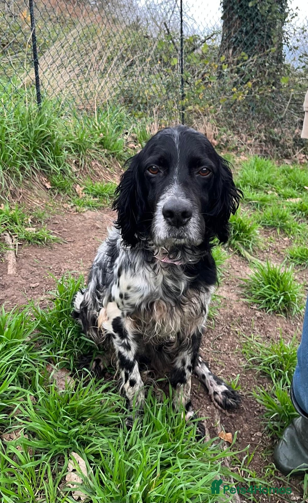 English Setter dogs for adoption: Jara   - Advert 7