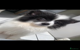Pomeranian dogs for sale: Last boy. Beautiful Pomeranian puppies ❤️ - Image 4