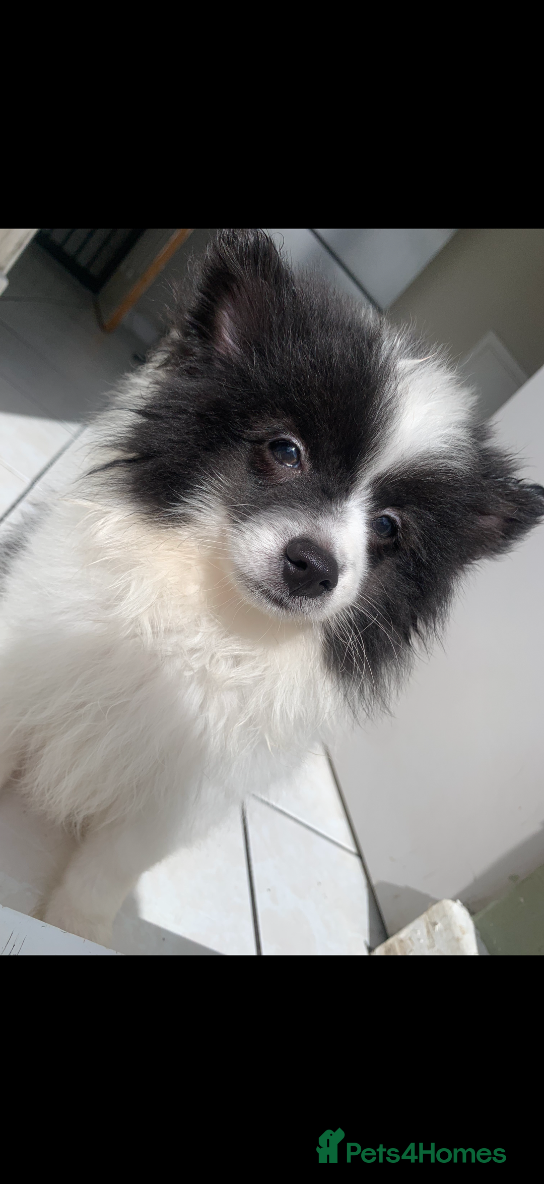 Pomeranian dogs for sale: Last boy. Beautiful Pomeranian puppies ❤️ - Image 4