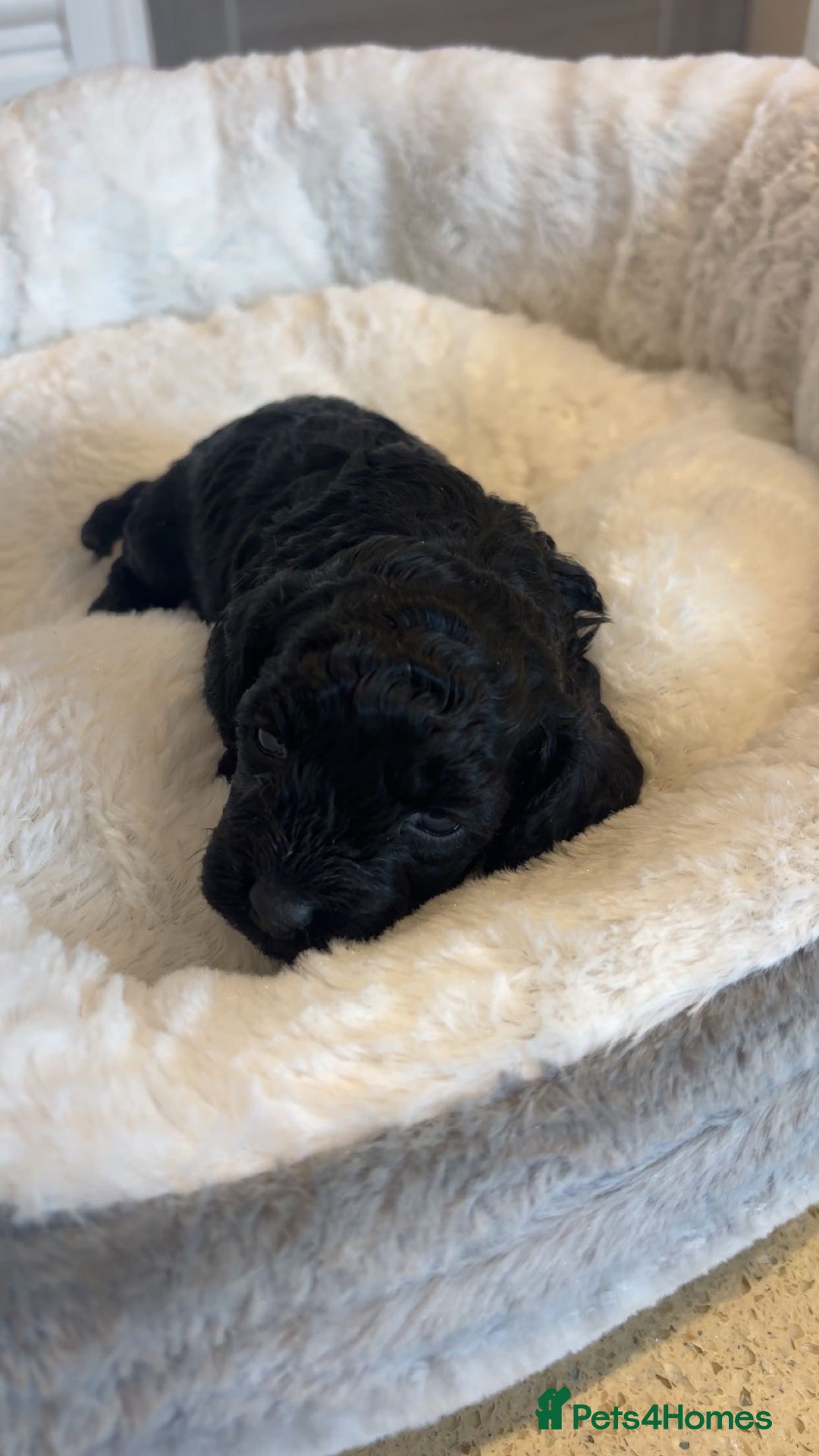 Cockapoo dogs for sale: Toy miniature cockapoo puppy’s  - Image 23