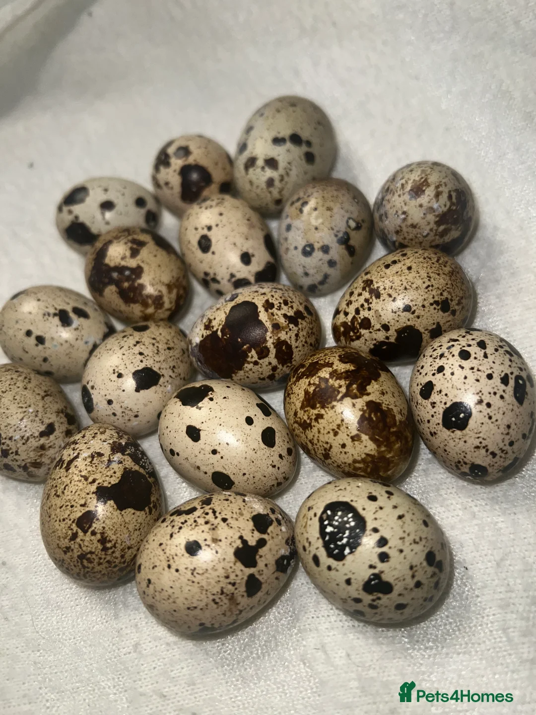 Quail poultry for sale: Mixed Coturnix Quail Eggs  - Advert 5