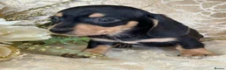 Miniature Dachshund dogs for sale: KC Smooth Coat Miniature Dachshunds - Advert 5
